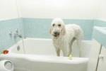 How to Mix an Iodine Bath for Your Dog