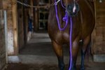 What are Common Indications That Your Horse is Bored When Left in His Stall?