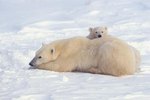 Where Do Polar Bears Seek Shelter?