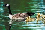 How Long Is the Gestational Period for Geese?
