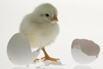 How to Help a Baby Chick Out of a Dried Membrane