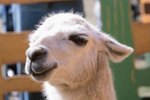 What Are the Treatments for Colic in Llama?
