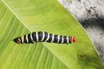 Differences Between a Caterpillar & a Grub