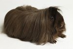Are Peruvian Guinea Pigs Smaller Than Others?