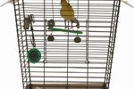Can Cockatiels Get Along With Zebra Finches?