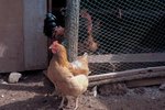Types of Fencing for a Chicken Run