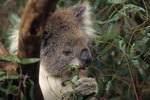Koala Reproduction & Mating