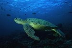 The Life Cycle of Green Sea Turtles in the Great Barrier Reef