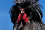 Types of Chickens With Feathered Legs