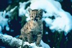 Facts on Baby Cougars