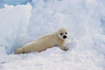 How Do Humans Impact Harp Seals?