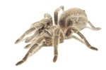 Different Spider Species in Virginia