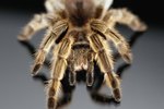 What Types of Tarantulas Live in the United States?