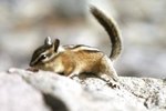 How to Take Care of Baby Chipmunks