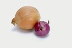 Is Cooked Onion Toxic to Your Pet Bird?
