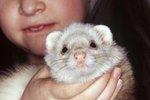 How to Tell Male Ferrets From Females