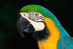 What Are the Predators of the Blue & Gold Macaw?