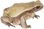 Do Both Males & Female Frogs Have Cloacas?