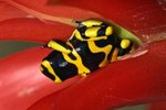 Facts of the Yellow-Banded Dart Frog