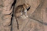 How Ocelots Interact With Other Animals & Humans