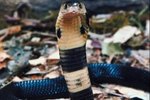 10 Worst Snakes as Pets