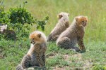 About Baby Cheetahs