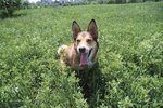 Is Holy Basil Good for Dogs?