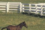 What to Do if Your Horse Bucks During Ground Work