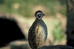 How to Build a Home for a Baby Quail