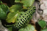 How to Identify Caterpillars in Washington State