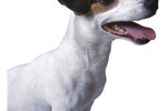 How to Stop Your Jack Russell From Barking