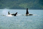 What Are the Orca's Defenses?