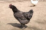 Compatible Birds to Keep With Chickens