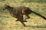 How Far Can a Cheetah Run Before It Has to Rest?