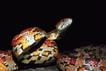 A Corn Snake's Difference Between a Male & Female