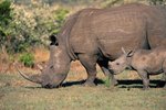 The Wildlife Habits of African Rhinos