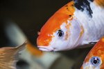 How to Care for Koi Fish in an Aquarium