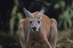 Strange & Funny Animals of Australia