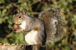 How to Tell the Age of a Baby Squirrel Using Pictures