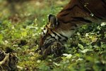 How Much Does a Newborn Tiger Weigh?