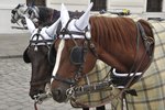 Why Do Horses Wear Blindfolds?