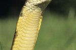 About King Cobras