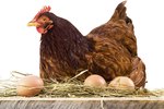 How to Raise Chickens for Eggs