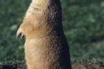 What's the Difference Between Gophers & Prairie Dogs?