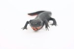 Are Salamanders Toxic to Cats?