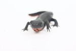 How to Raise a Salamander