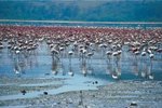 Predators of the Flamingo