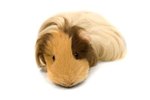 How Long Does It Take for Guinea Pigs With Mites to Lose Hair?