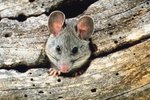 Do Rats Have Eyelids?