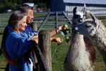 Donkey vs. Llama for Pack Animal